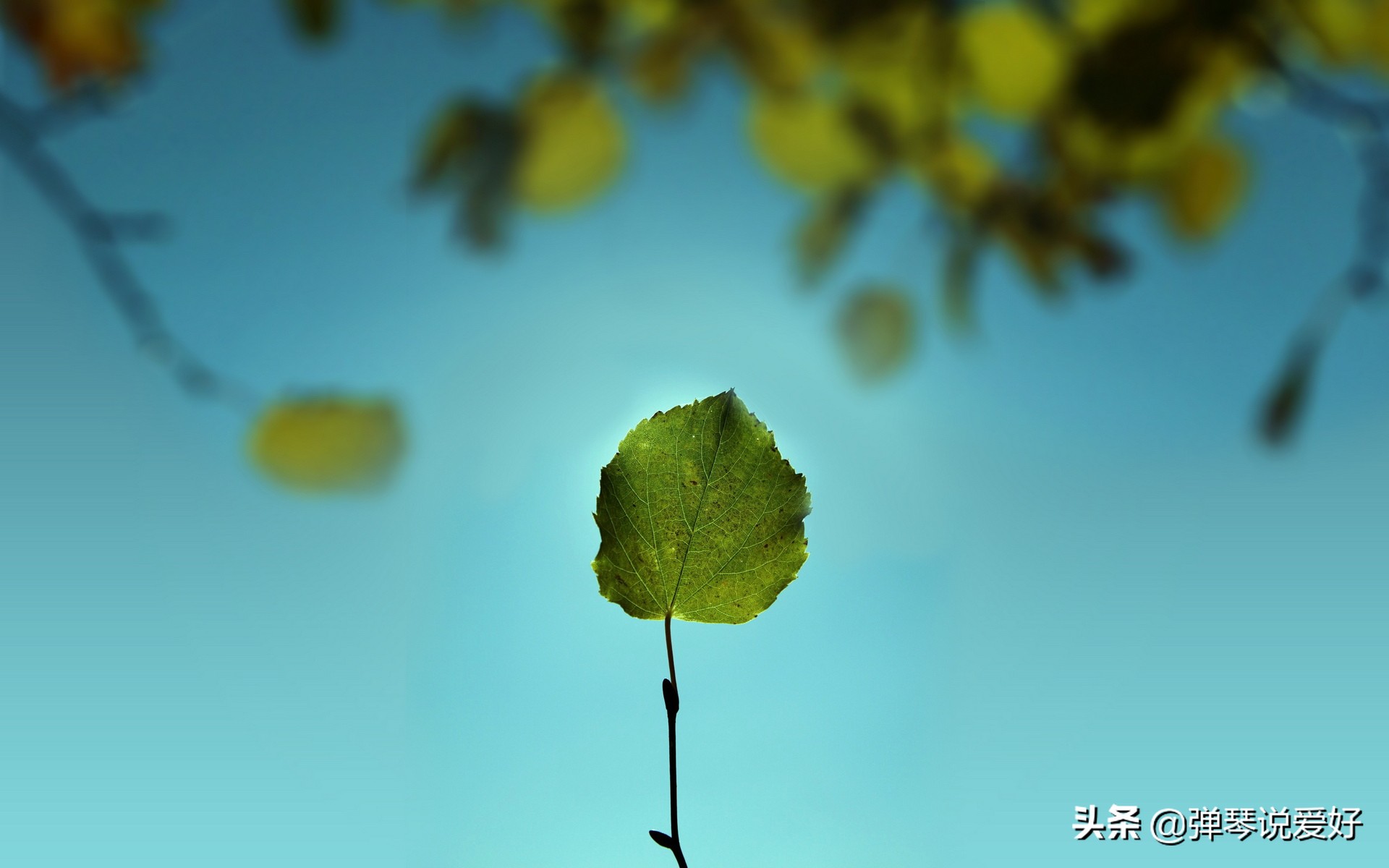 无为而治的真实道理,无为而治的精髓在哪