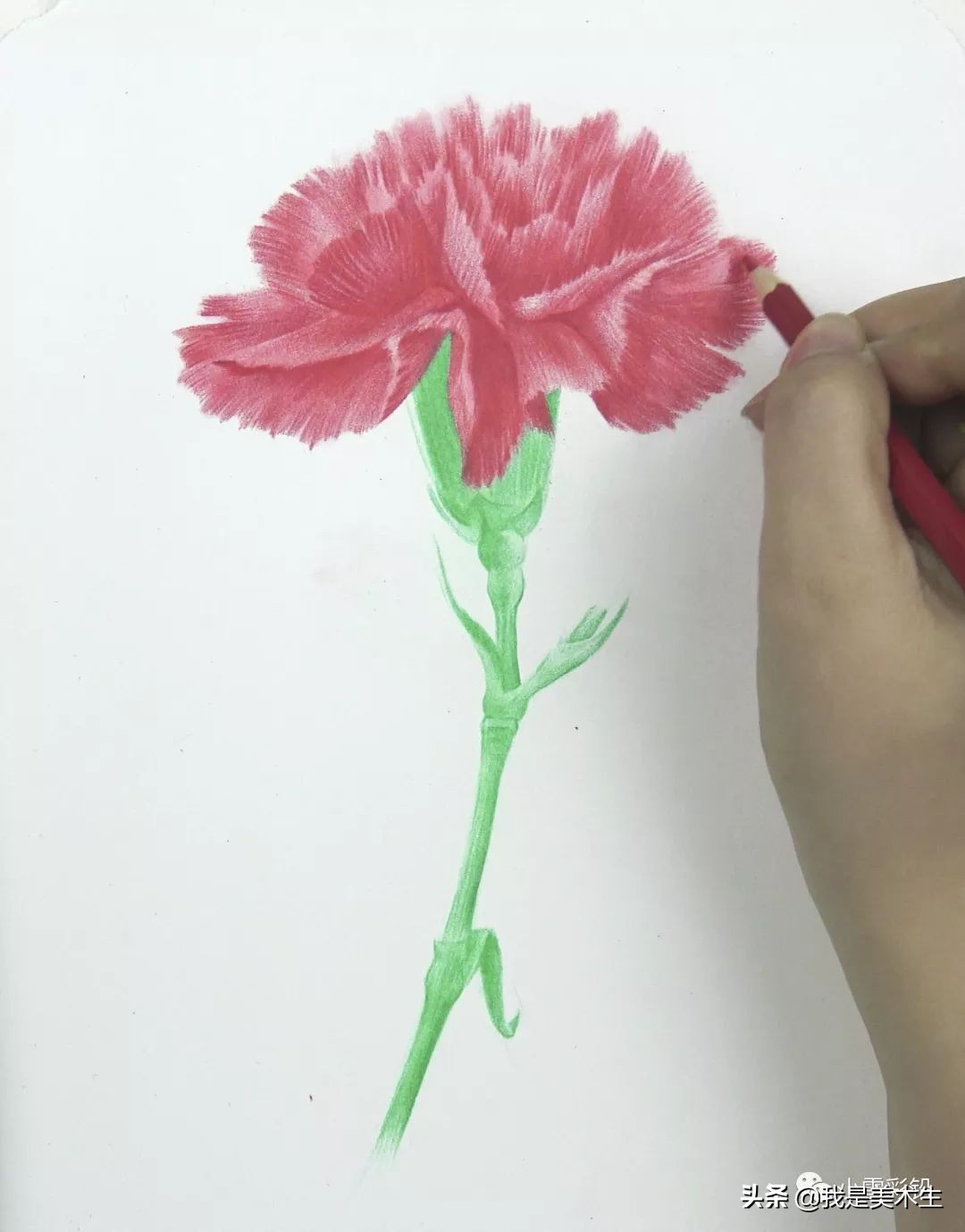 怎么画一束美丽的彩铅康乃馨,怎么用彩铅给纸做康乃馨上色