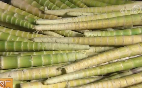 秋季山珍“方竹笋”，味美营养，常食延年益寿