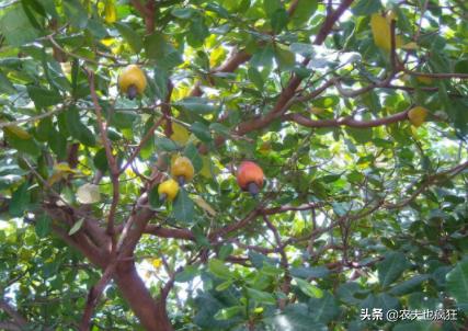 四大坚果怎么种植,四大坚果的种植方法