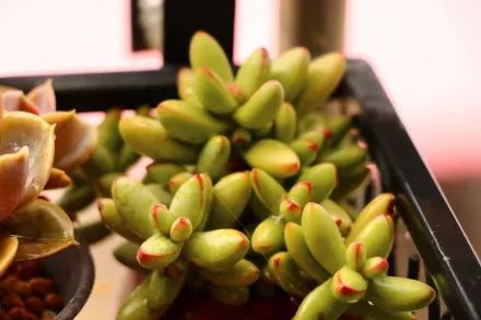 又萌又美丽好养的多肉,哪些多肉是小可爱种的