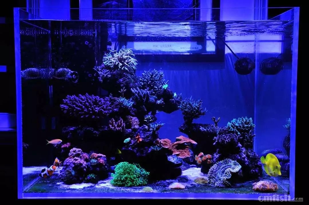 kelo海水灯,kelo灯测评