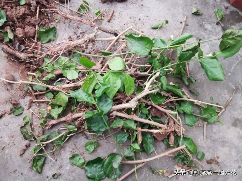 燕燕带你一步一步揭秘为什么花市买的茉莉花不换盆养不活