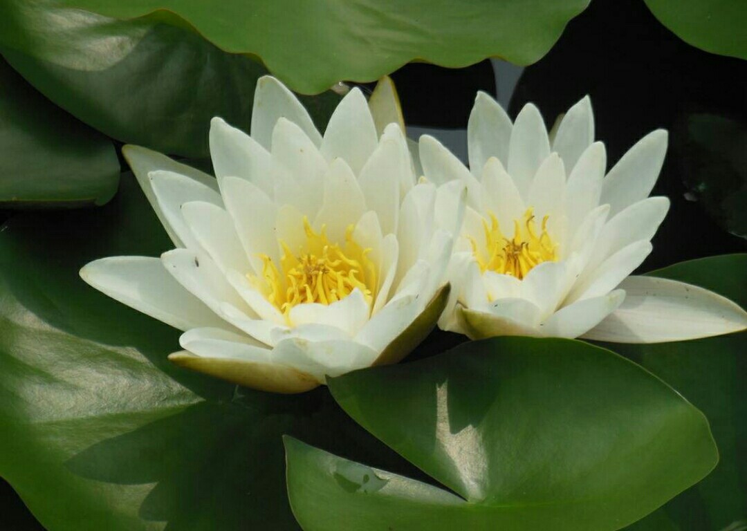 睡莲怎么养才有开花的现象,睡莲在室内如何养护才能快速开花