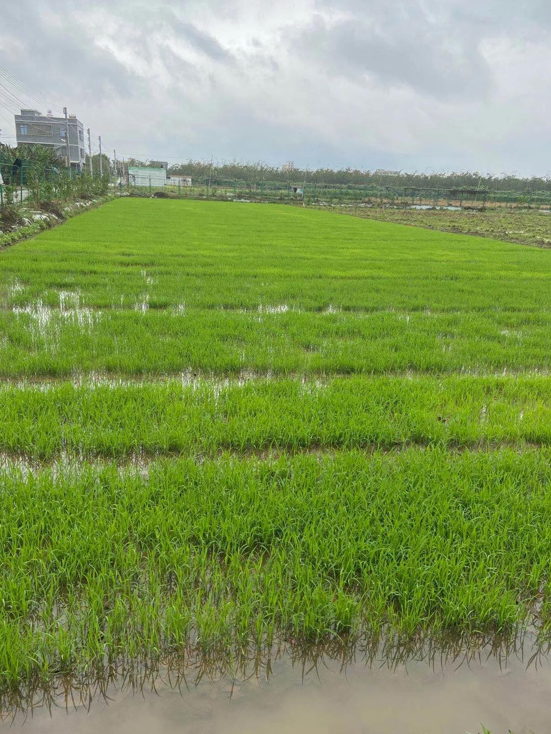 活晶瓷产品,活晶瓷配方成分