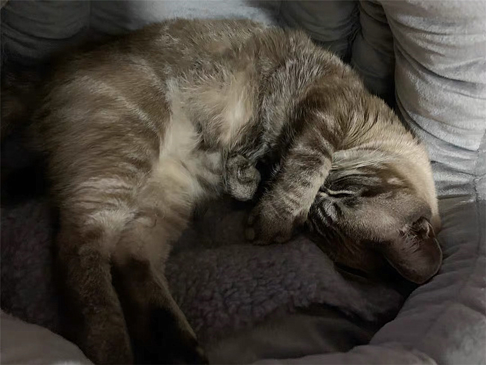 猫咪的肛门腺不一定要挤，但前提是主人做好定期检查