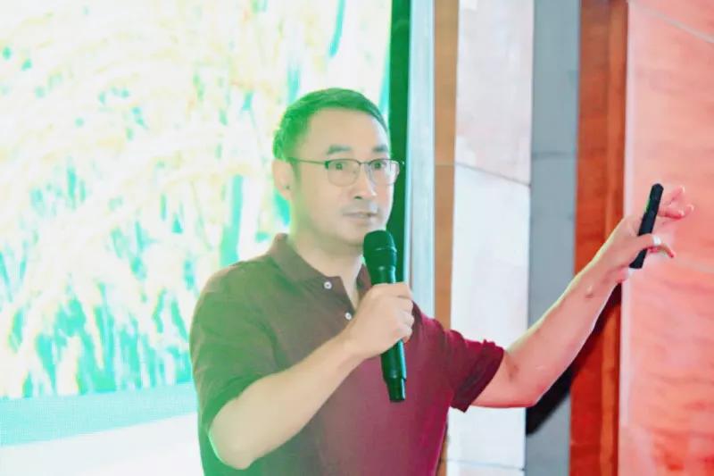 徽两优1577第一名高产稻种,徽两优985稻种简介