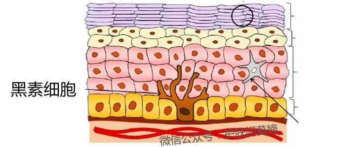 军训期间用什么护肤品美白,男生军训晒黑用什么美白