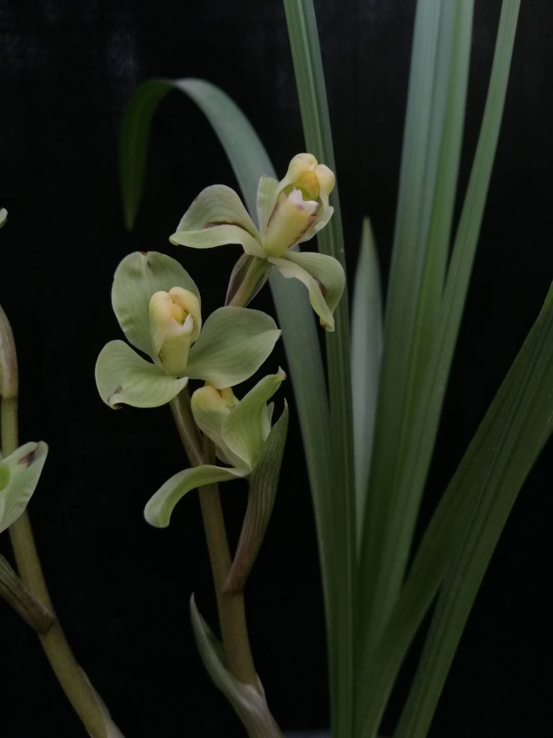 兰花八大名品价格,荷瓣兰花第一名品