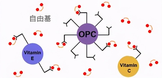葡萄籽胶原蛋白淡斑,平价美白葡萄籽