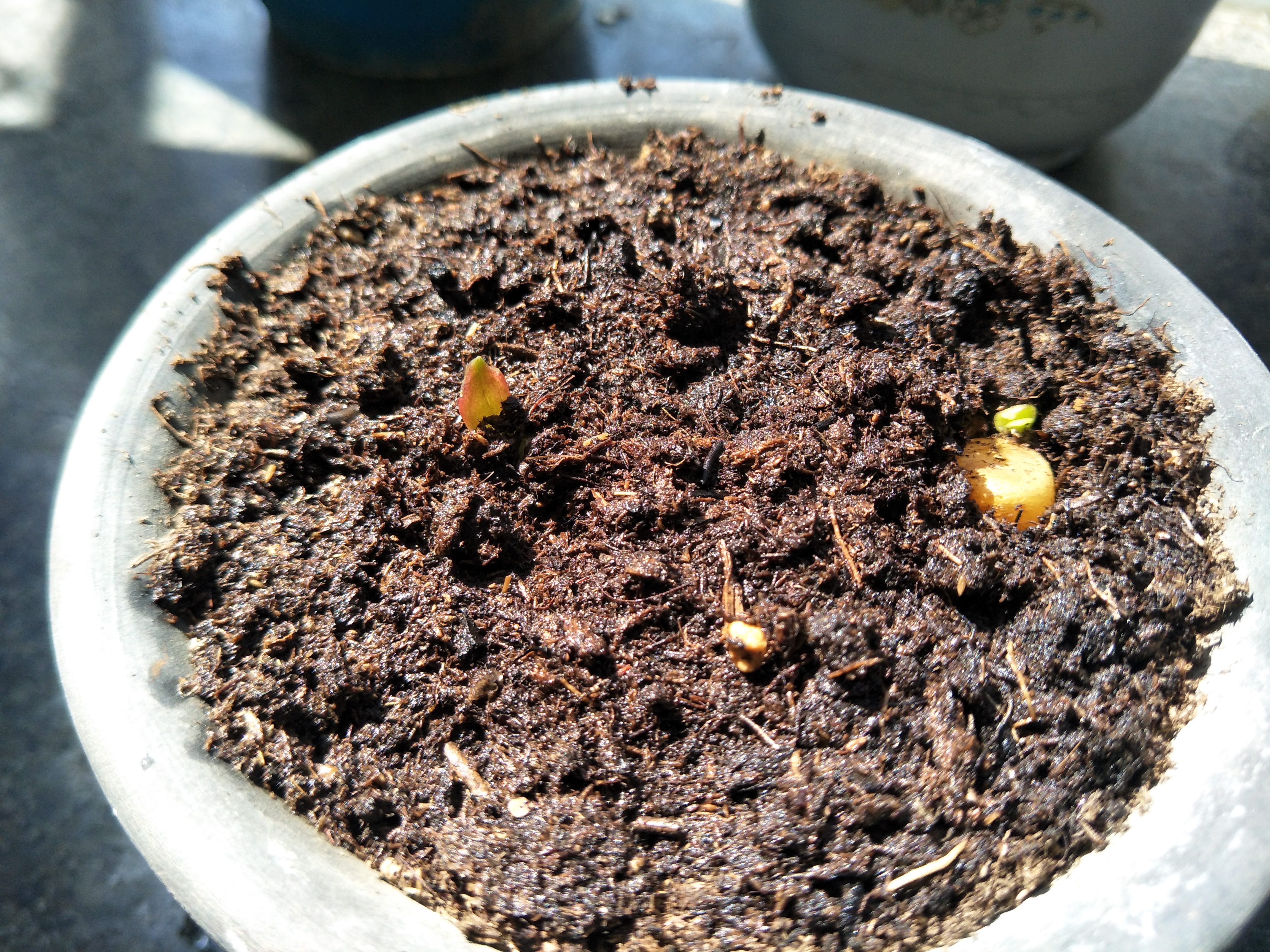 君子兰侧芽繁殖最佳方法,君子兰种子种植芽点朝上朝下