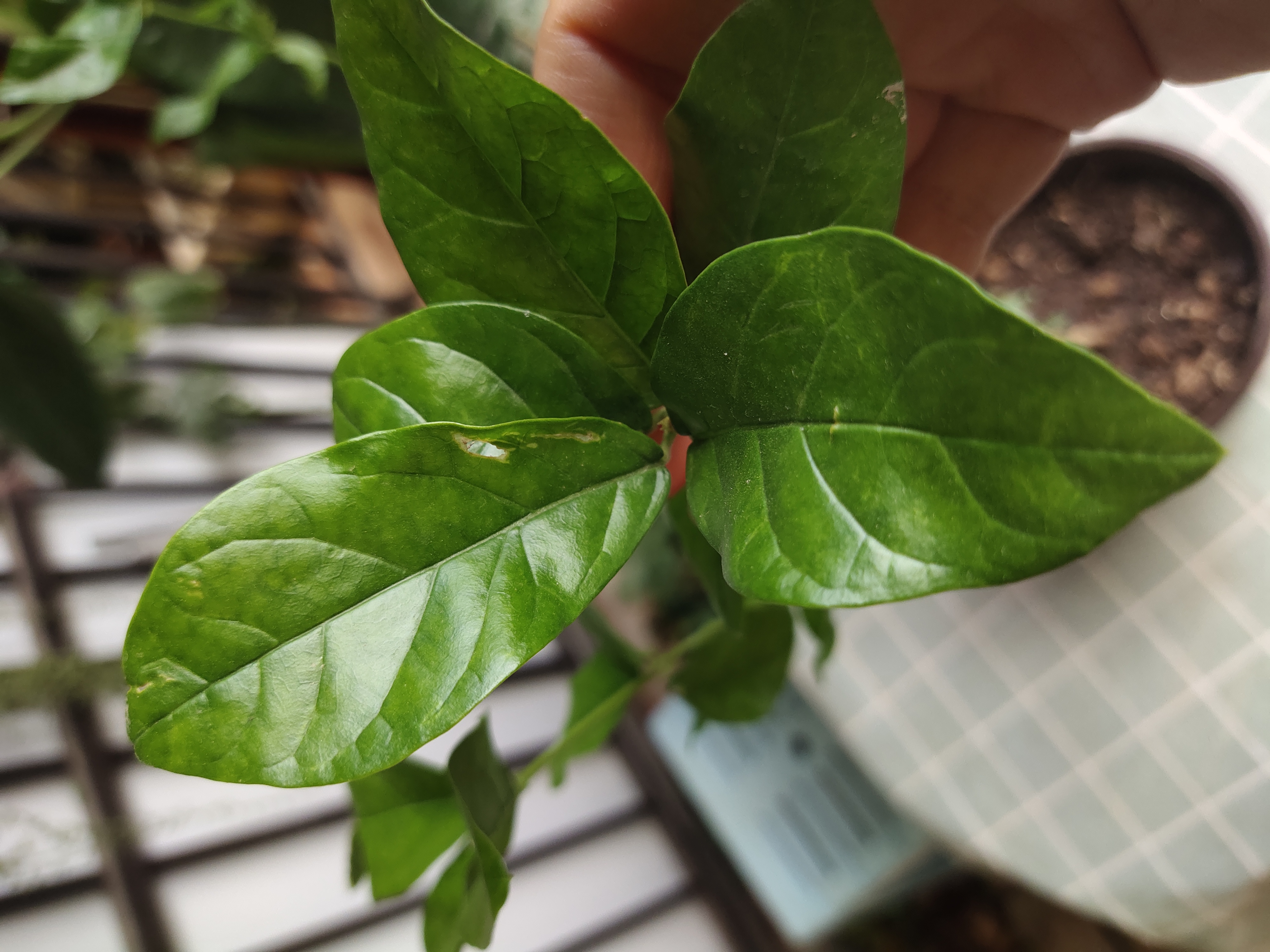买虎头茉莉花茶,买虎头茉莉花盆栽