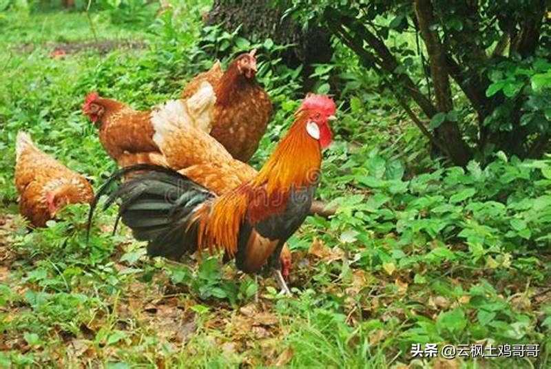 养鸡专用药配方大全,家庭养鸡必备三种常用药