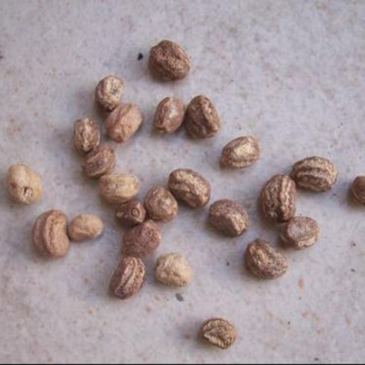 如何让一颗种子快速发芽,怎么让一颗种子发芽