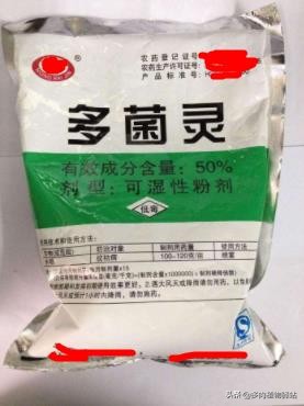 多肉的根腐黑怎么处理,多肉腐黑了要拔根吗