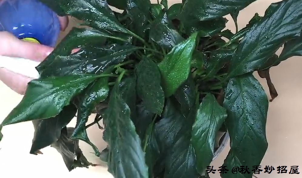 洗米水八大妙用你知道吗,洗米水倒掉