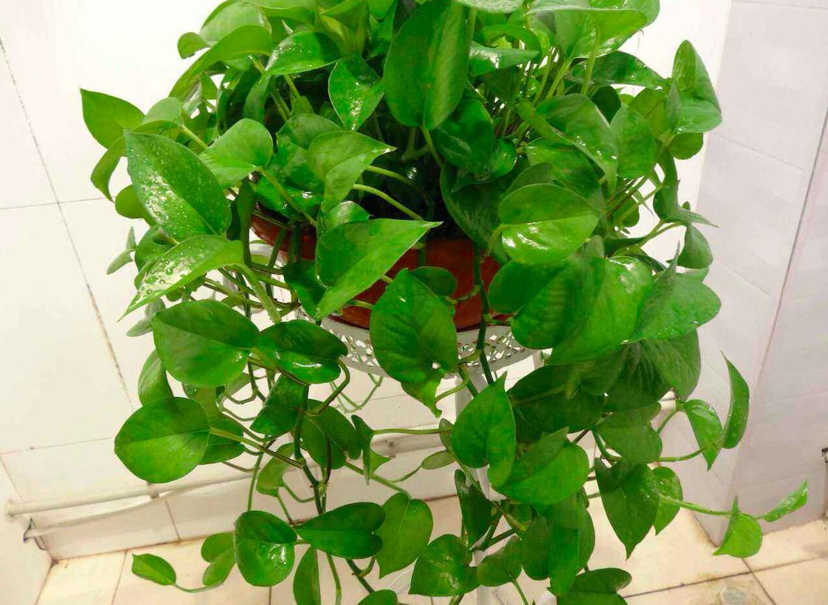 空气净化器适合放什么植物,房间空气净化用什么植物