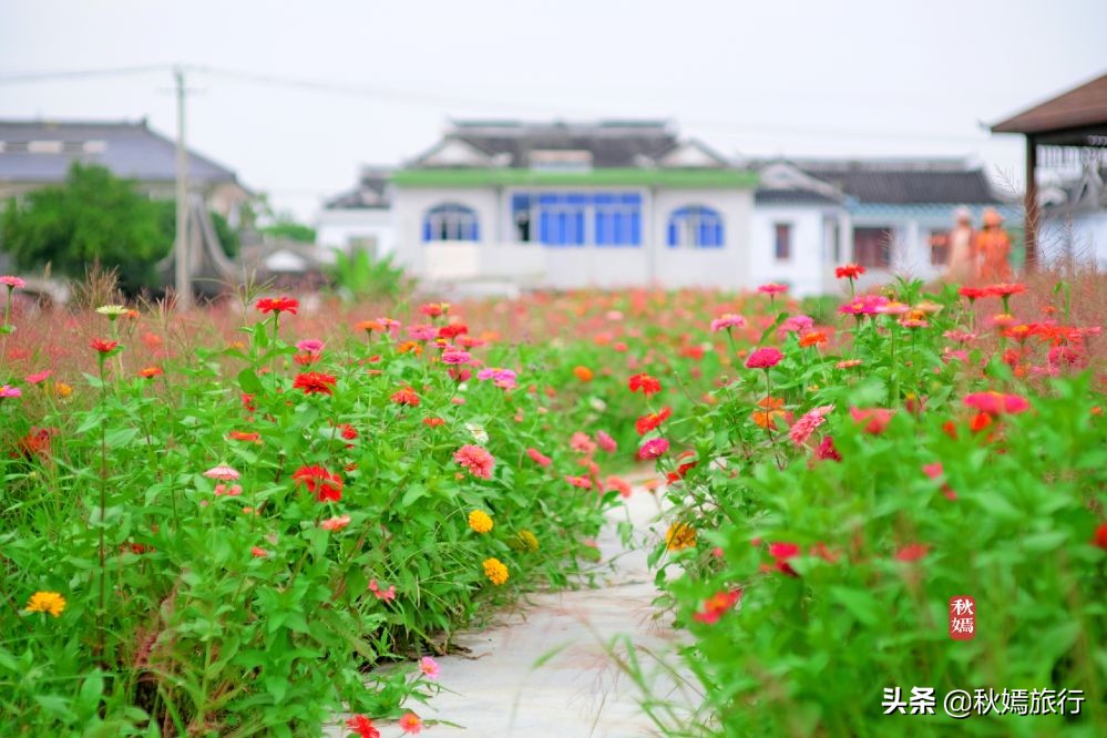 常熟粉黛花海景点,常熟市油菜花田