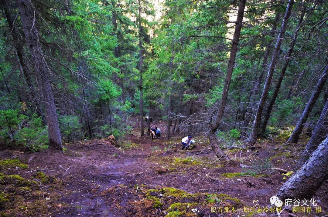 赵振清：龙的传人，龙骨情怀