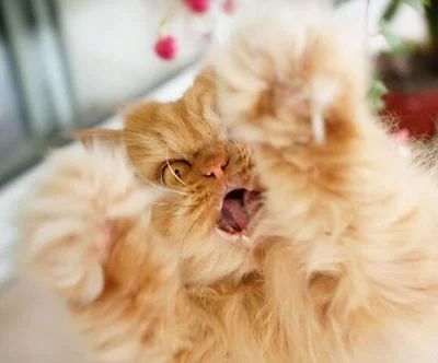 猫咪生气怎么讨好它,猫咪生气了会有什么表现