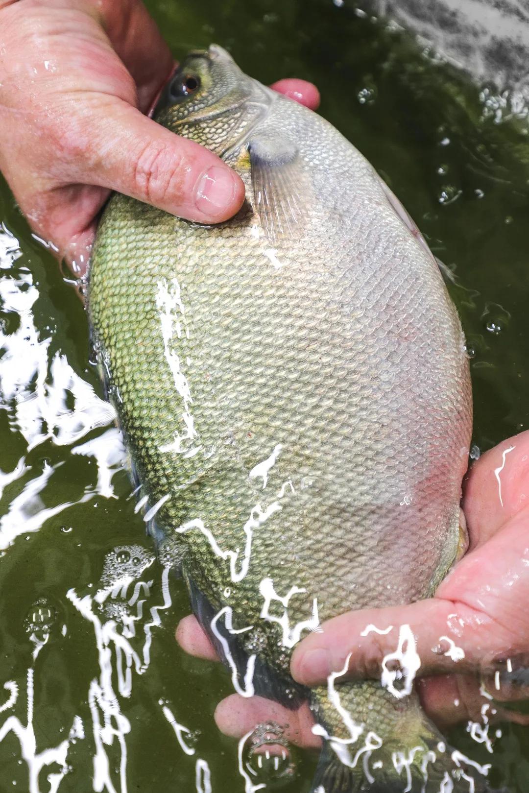 顺德顶级私房菜,寻味顺德5家古宅私房菜