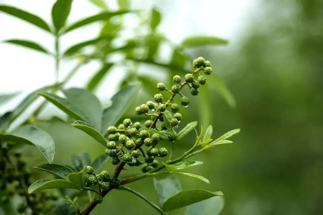 花椒、麻椒、藤椒有啥区别，在烹饪中如何与食材搭配才能最美味？
