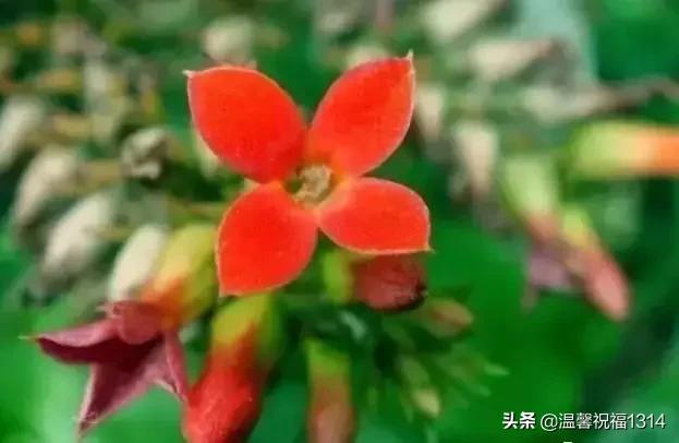 长寿花母亲节,母亲节长寿花视频