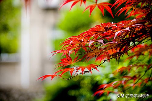 南京这所大学有点“偏冷”，就业一点都不冷，农口就业仅二成多