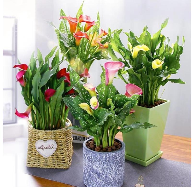 网购的植物好看又好养活的有哪些,网上买什么植物好看好养