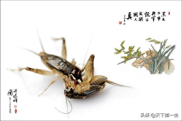 蟋蟀虫谱口诀,蟋蟀转手卖的技巧