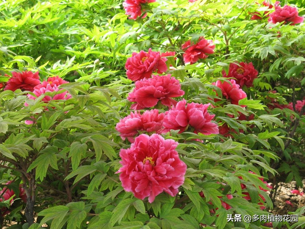 牡丹褐斑病怎么治,牡丹常见病虫害及防治方法