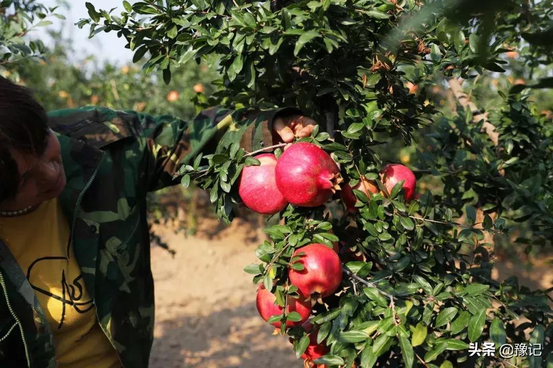 荥阳市软籽石榴基地在哪里,荥阳的软籽石榴基地在什么地方