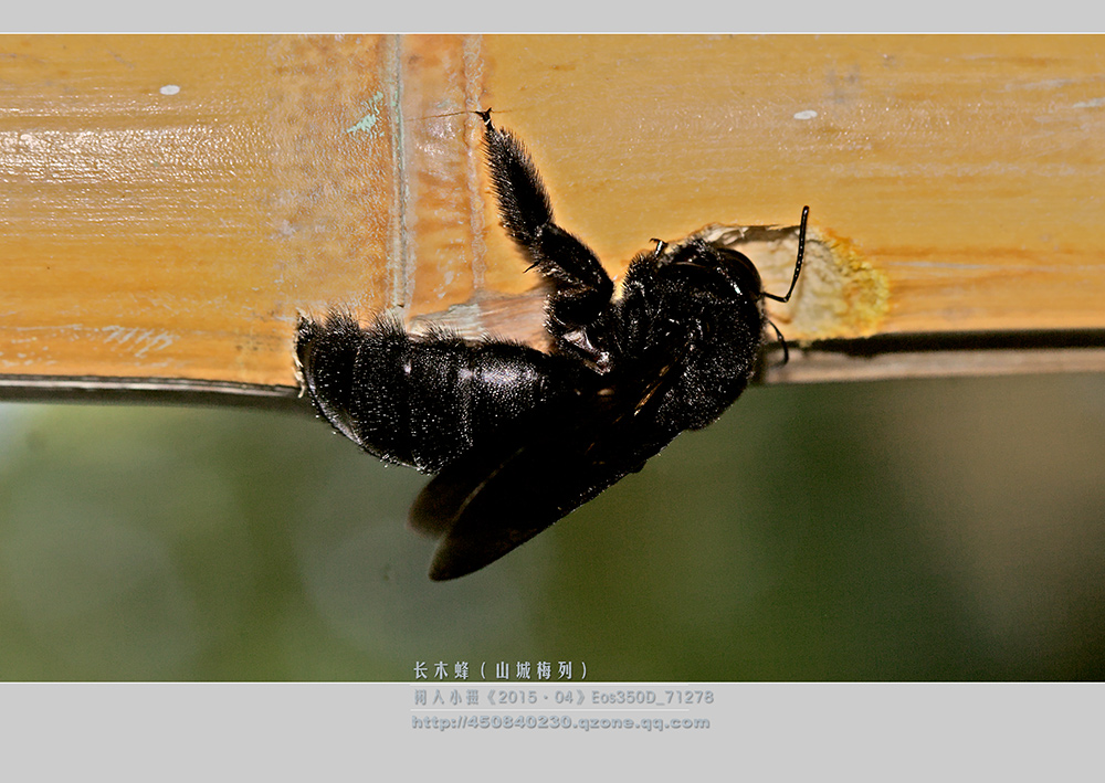 鎽勫奖绔瑰瓙鍥剧墖娆ｈ祻,鎽勫奖绔瑰瓙楂樻竻鍥剧墖