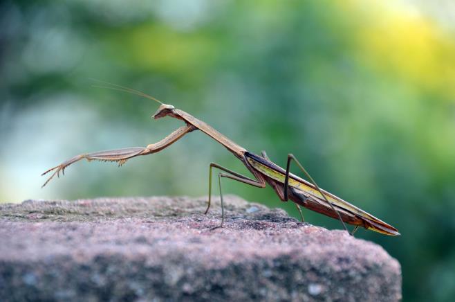 昆虫界的顶尖杀手,昆虫界的生存法则也残忍