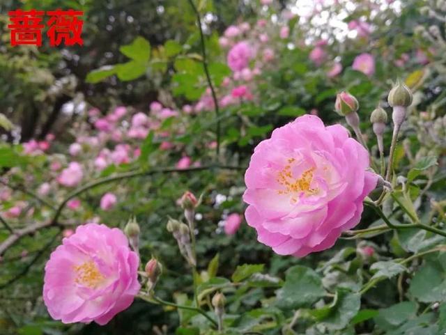 真正的月季花苗,最便宜的月季苗