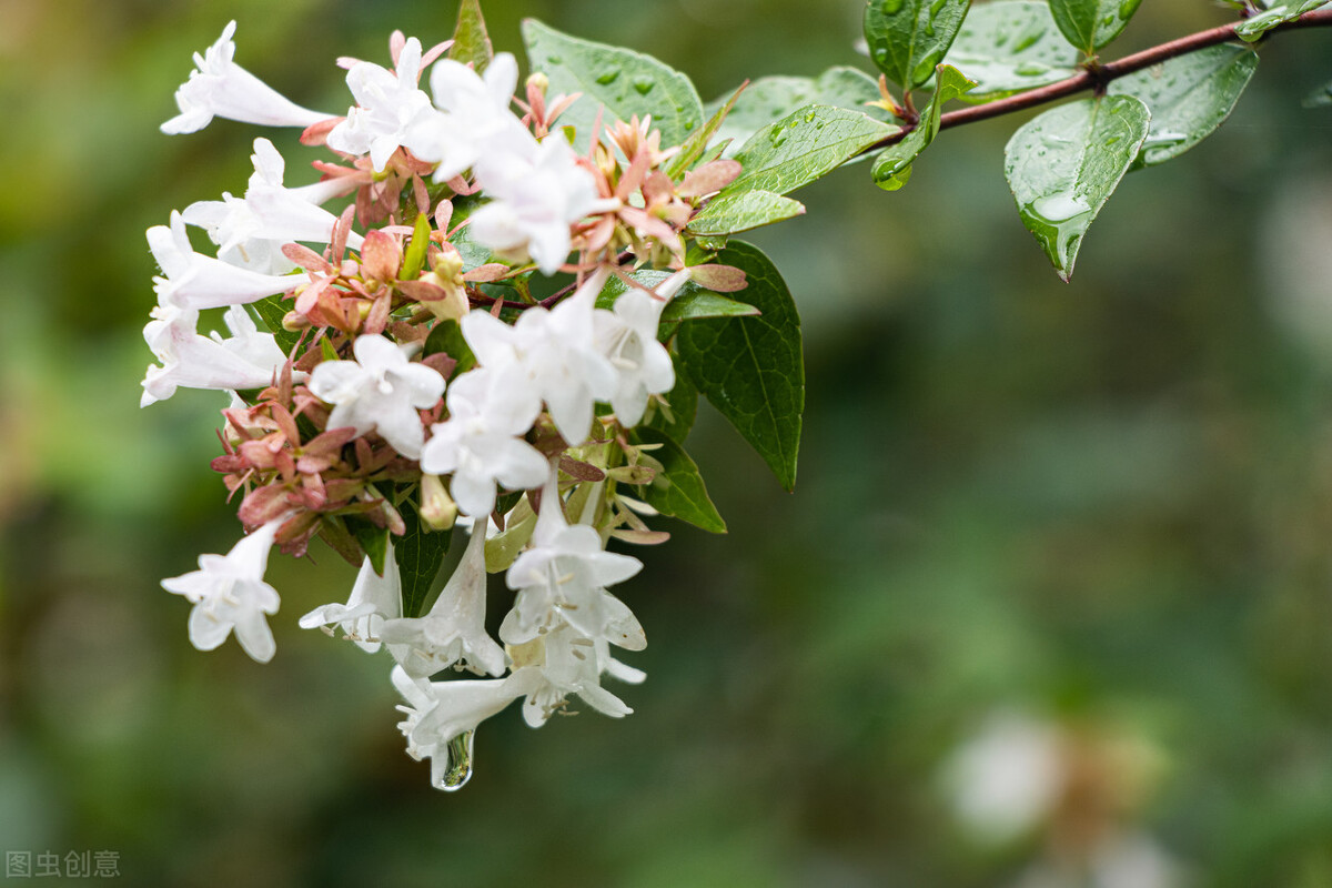 郁郁葱葱的多肉植物,适合阳光足的一年四季开花的植物