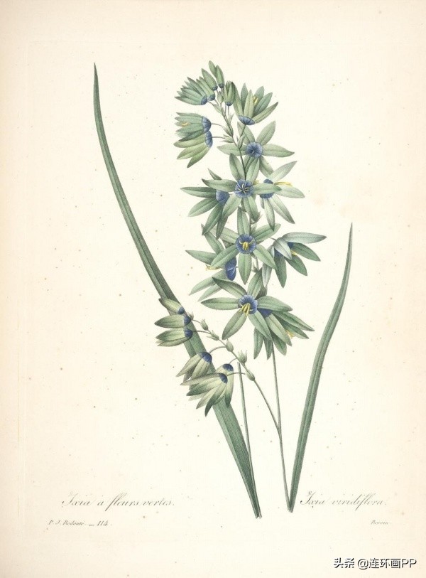 插画风简单的花手绘图片,唯美手绘田园插画图片大全