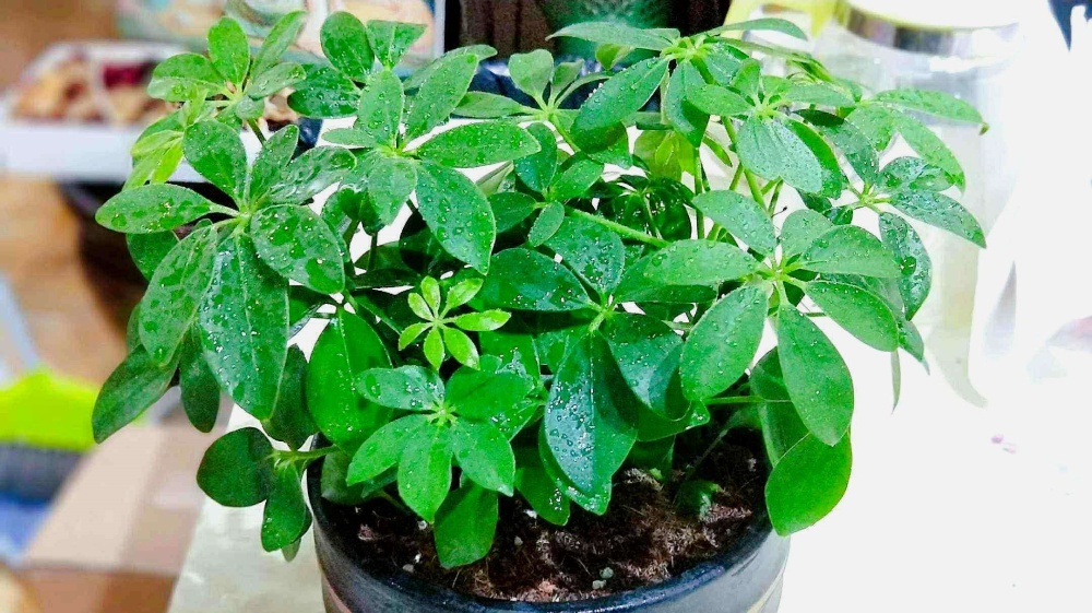 鸭脚木掉叶子施什么肥,鸭脚木掉叶子发白