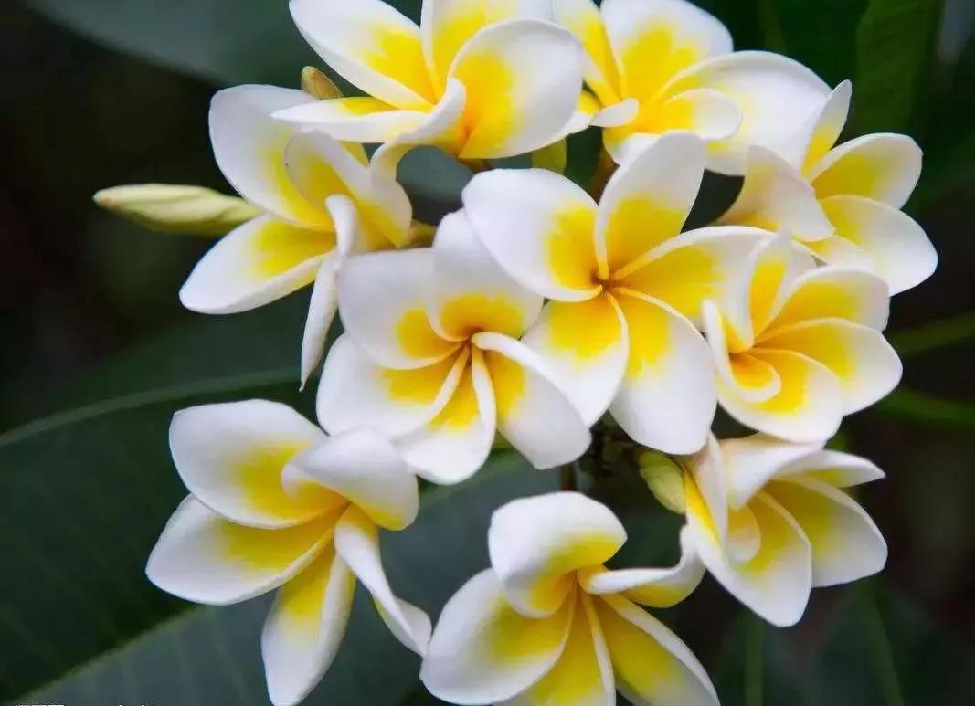 世界各国的国花集锦惊艳,世界各国国花大全