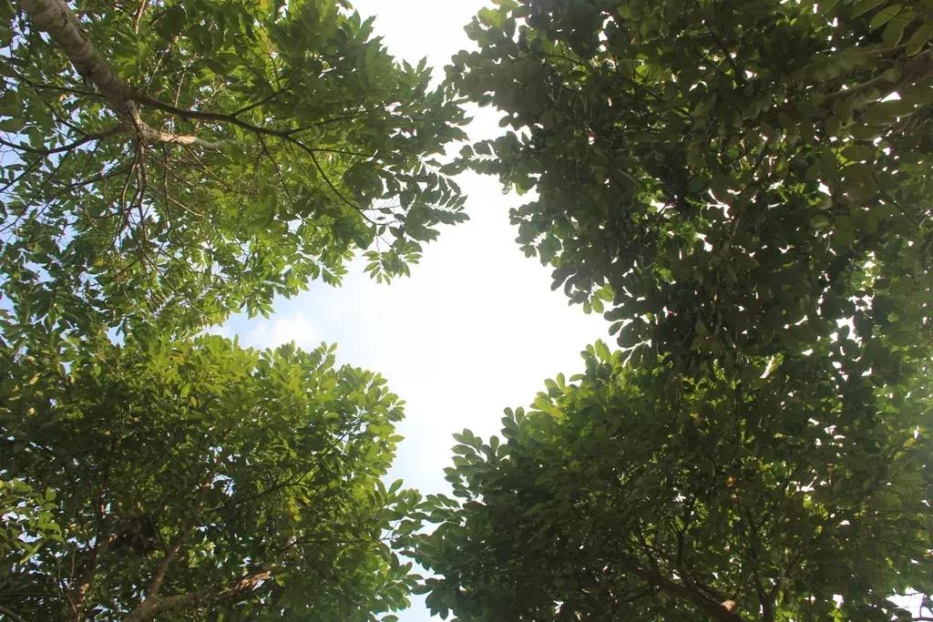 沉香好样的,沉香好看么