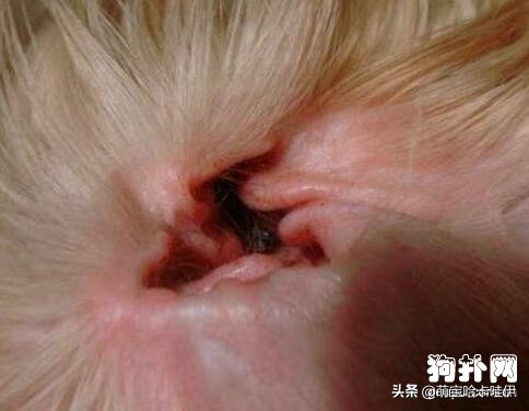 比熊犬有泪痕怎么办,比熊犬泪痕怎么根治