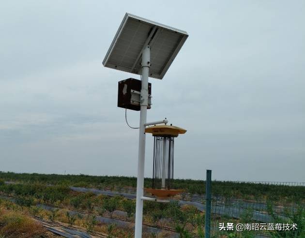 蓝莓常见虫害,蓝莓虫害及防治措施怎么写