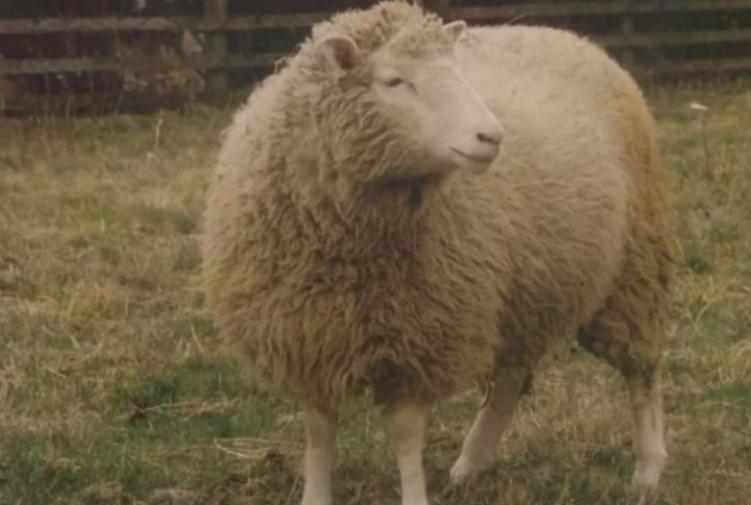 多莉克隆羊是怎么克隆出来的,克隆羊多莉的成功意义和影响