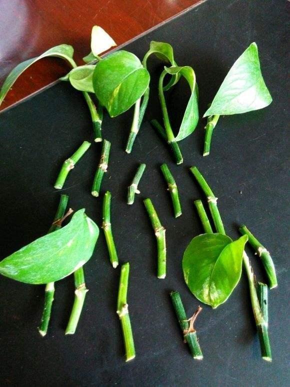 养绿萝没有生根粉怎么办,怎样养绿萝不长藤