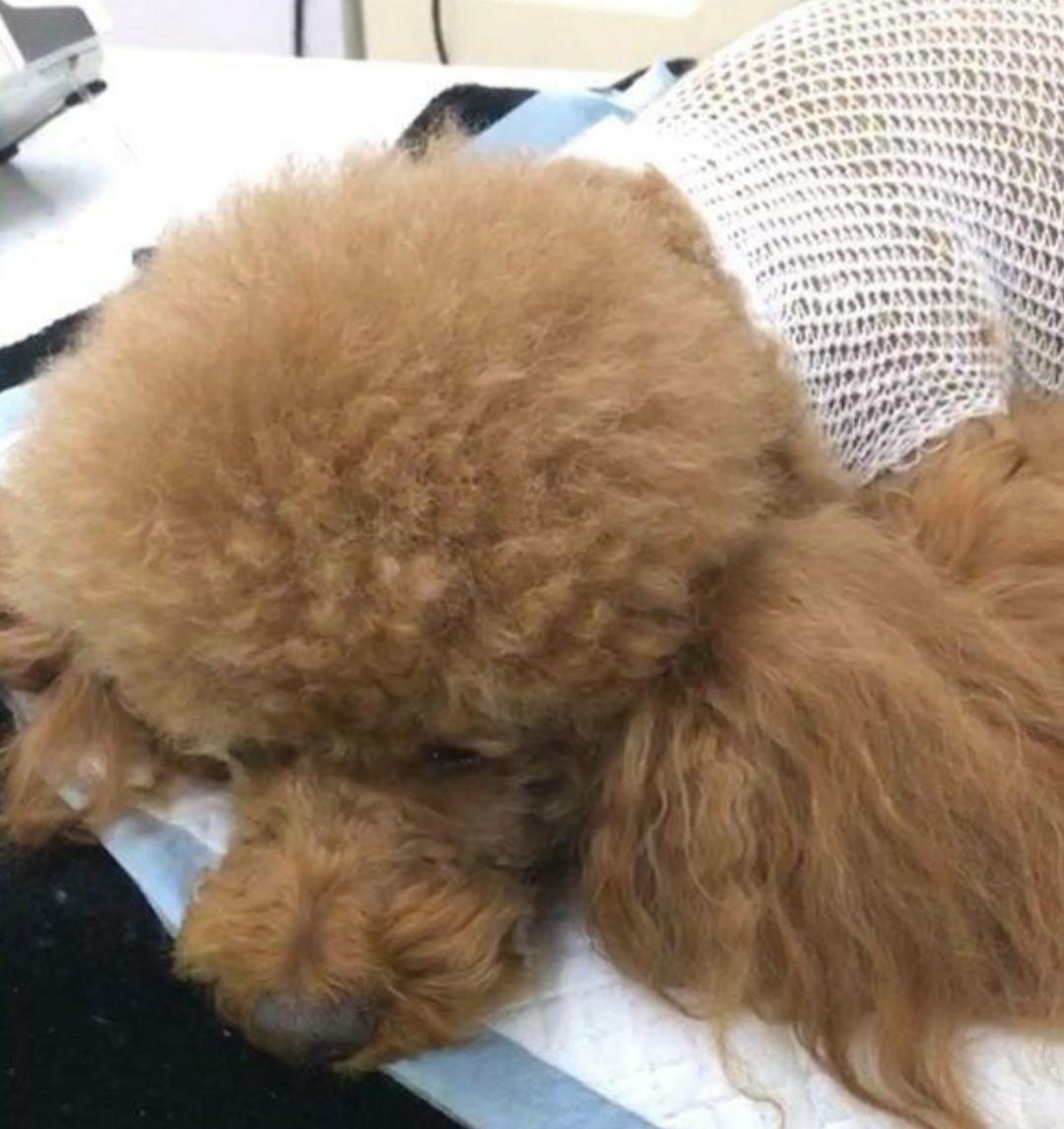 狗狗难产女主人帮忙,狗狗难产宠物医生帮忙接生全过程