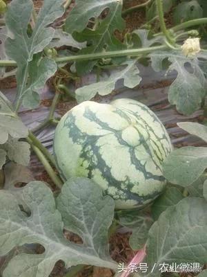 西瓜出现畸形瓜的原因,西瓜裂果的原因与预防