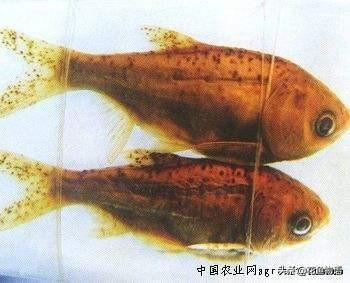 观赏鱼预防鱼病用盐还是用药,观赏鱼鱼病有哪些症状图片