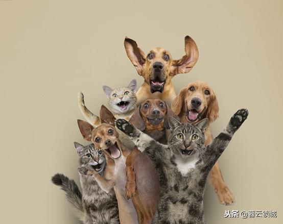 猫狗咬伤别大意,猫狗咬伤如何正确处理