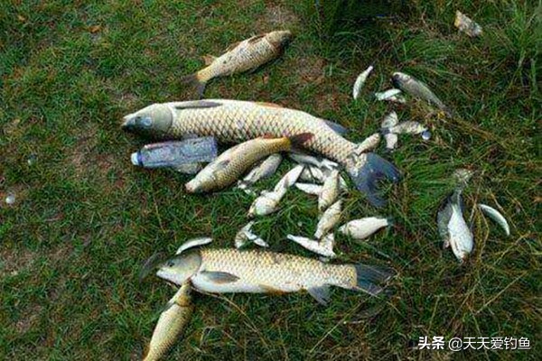 防止小鱼闹窝的5大套路,防止小鱼闹窝最有效的4大技巧