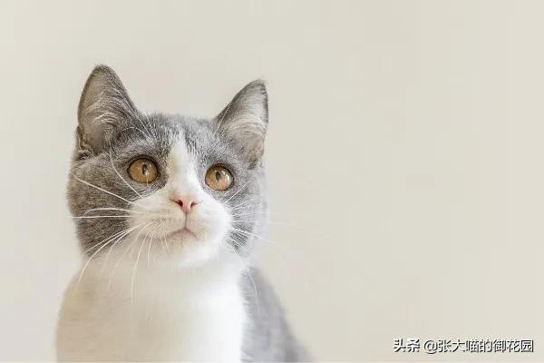 猫咪急救药品,猫咪急救用品一览表